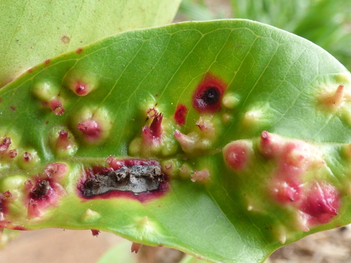 Strawberry Guava Scale