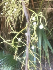 Thrinax radiata