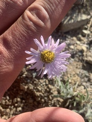 Erigeron annuus