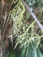 Thrinax radiata