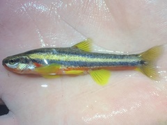 Chrosomus erythrogaster