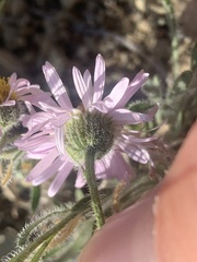 Erigeron annuus