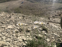 Erigeron pulcherrimus