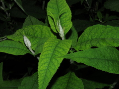 Buddleja globosa
