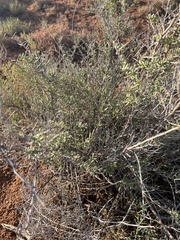 Nitraria billardierei