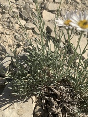 Erigeron pulcherrimus