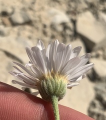 Erigeron pulcherrimus