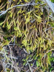 Brachythecium albicans