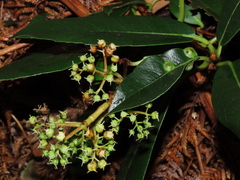 Hydrangea serratifolia