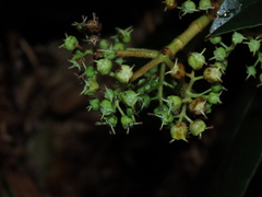 Hydrangea serratifolia