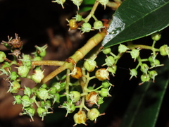 Hydrangea serratifolia