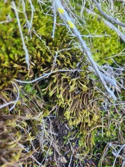 Brachythecium albicans