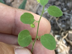 Andrachne microphylla