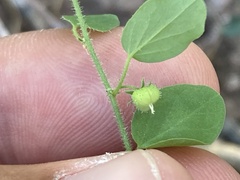 Andrachne microphylla