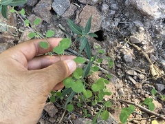 Andrachne microphylla