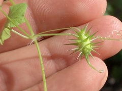 Echinopepon wrightii