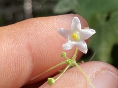 Echinopepon wrightii