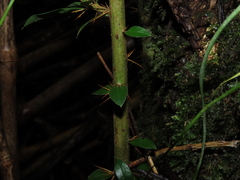 Archidasyphyllum diacanthoides