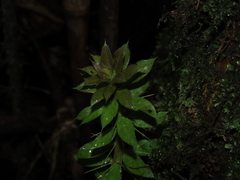 Archidasyphyllum diacanthoides