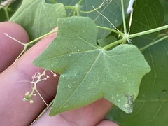 Echinopepon wrightii