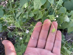 Echinopepon wrightii