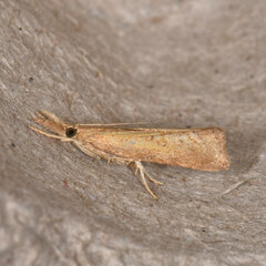 Neodactria luteolellus