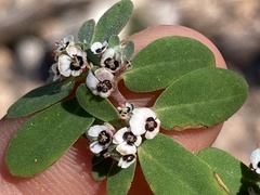 Euphorbia pediculifera