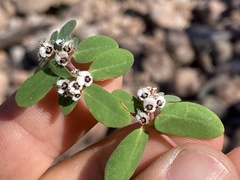 Euphorbia pediculifera