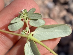Euphorbia pediculifera