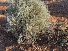 Atriplex nummularia