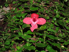 Asteranthera ovata