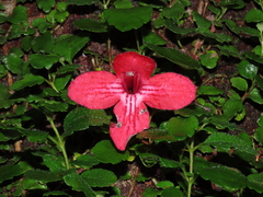 Asteranthera ovata