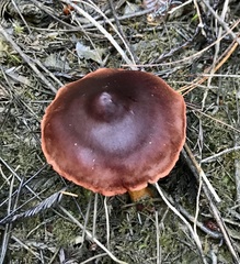 Cortinarius smithii