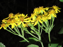 Senecio otites