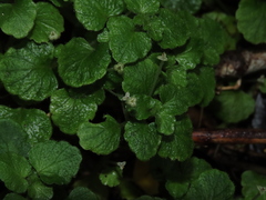 Dysopsis glechomoides