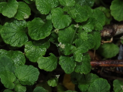 Dysopsis glechomoides