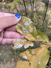 Podosphaera clandestina
