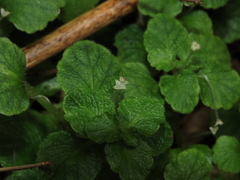 Dysopsis glechomoides