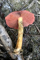 Cortinarius smithii