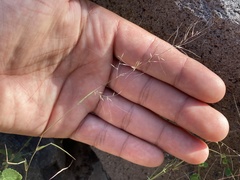 Muhlenbergia microsperma