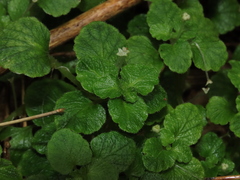 Dysopsis glechomoides