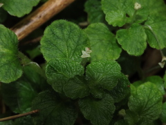 Dysopsis glechomoides