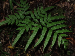 Pteris semiadnata