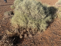 Atriplex nummularia