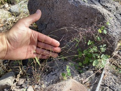 Muhlenbergia microsperma