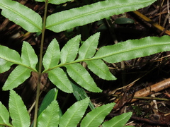 Pteris semiadnata