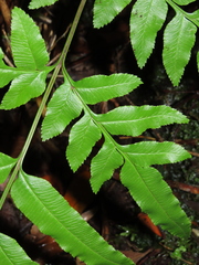 Pteris semiadnata