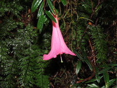 Philesia magellanica