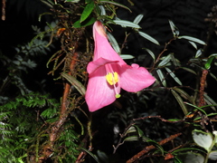Philesia magellanica