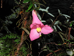 Philesia magellanica